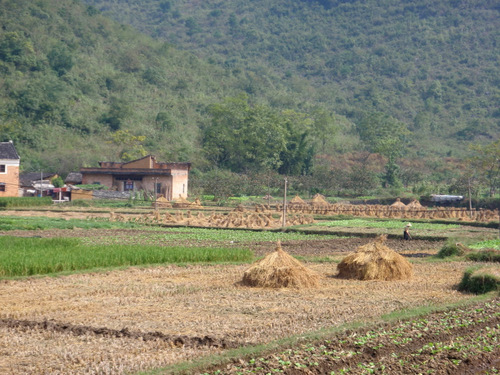Rice stalks, waiting for harvest.